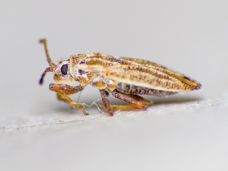 Tingis (Tropidocheila) maculata (Herrich-Schäffer, 1838)